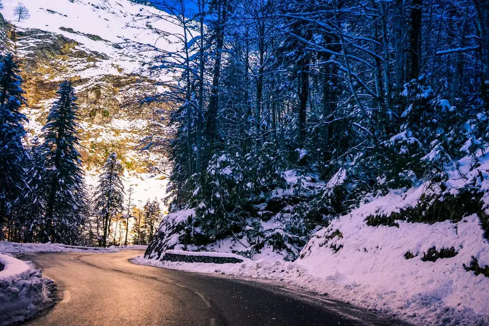 trees beside road in winter season