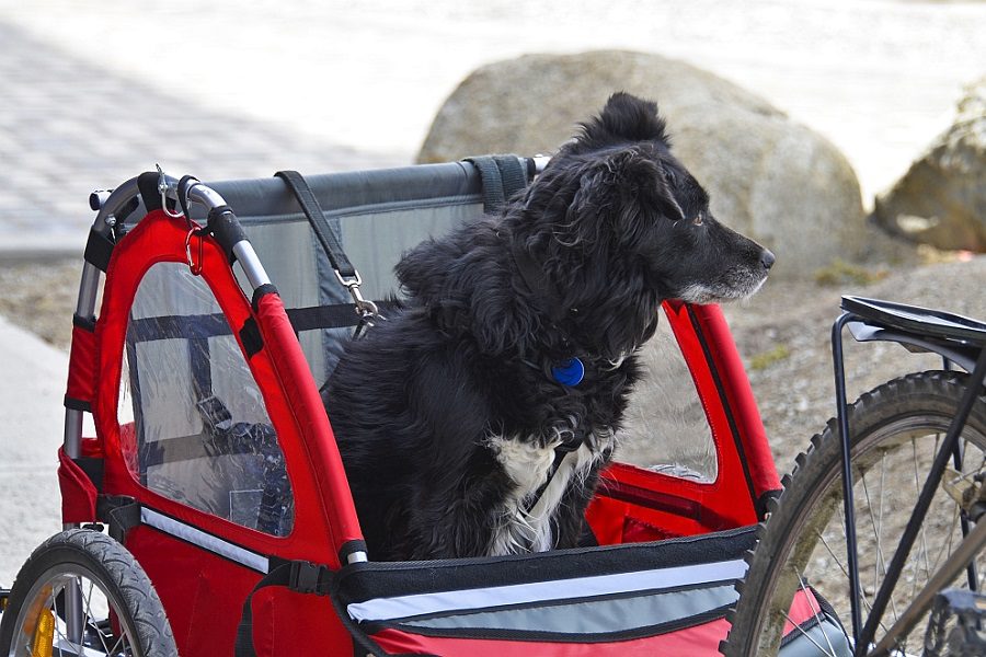 Best Dog Bike Trailers: Reviews and Recommendations